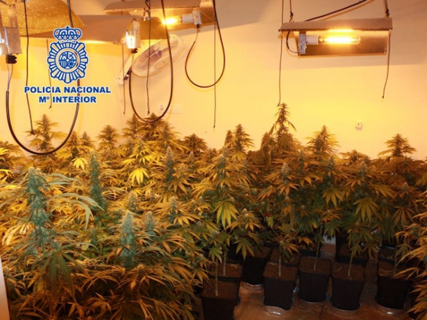 Plantación de marihuana (POLICÍA NACIONAL)