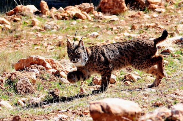 Lince liberado en Sierra Arana (JUNTA DE ANDALUCÍA)