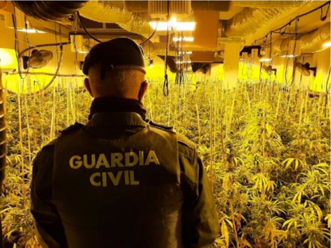 Agente de la Guardia Civil ante una plantación de marihuana, en imagen de archivo (GUARDIA CIVIL)