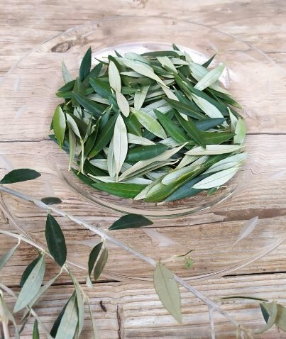 Hojas de olivo (FAECA)