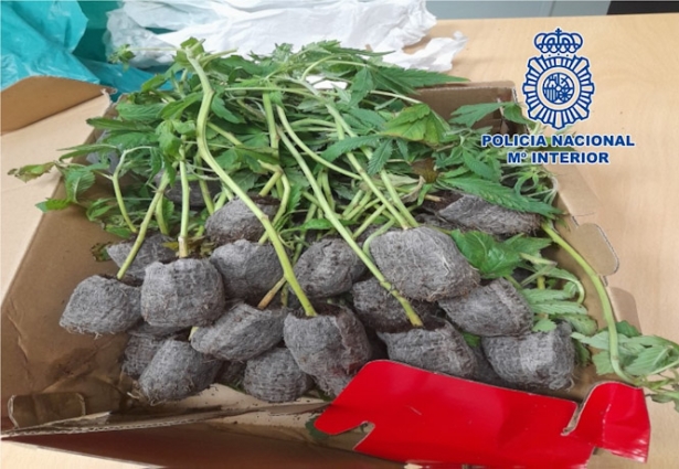 Plantones de marihuana incautados (POLICÍA NACIONAL)