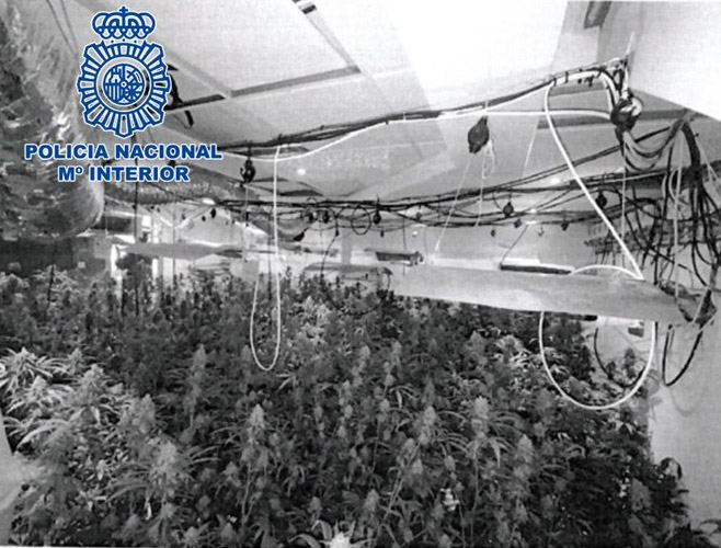 Plantación de marihuana (POLICÍA NACIONAL)