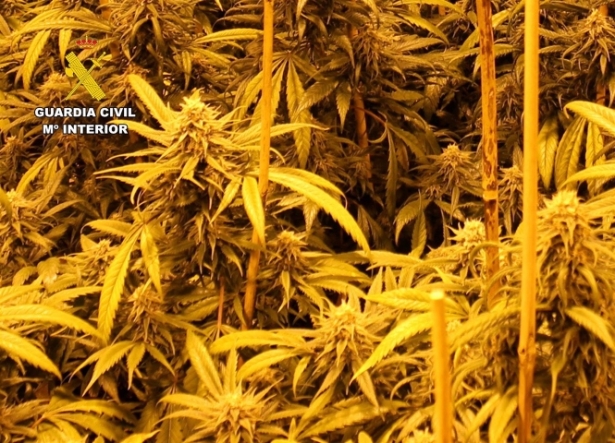 Plantación de marihuana (GUARDIA CIVIL)