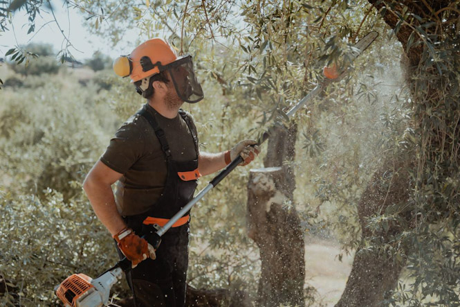 I Concurso de Poda del Olivar `Villa de Montefrío` (AYTO. MONTEFRÍO)