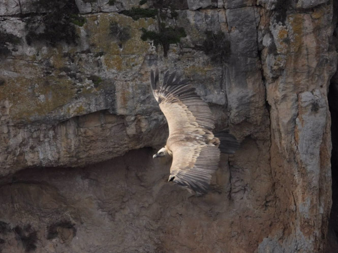 Un estudio científico de la UGR y CSIC revela que la dieta de los buitres está modelada por su cultura (CSIC)