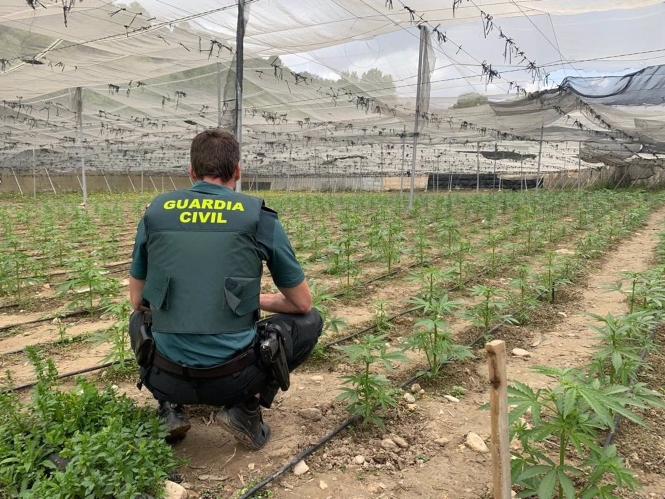 Plantas de marihuana en un invernadero. (GUARDIA CIVIL)