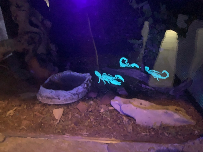 Fluorescencia del escorpión bajo los efectos de la luz negra (PARQUE DE LAS CIENCIAS)