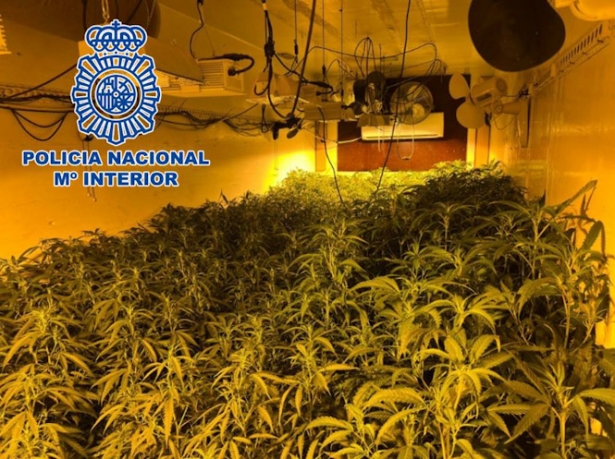 Plantación de marihuana (POLICÍA NACIONAL) Plantación de marihuana (POLICÍA NACIONAL)