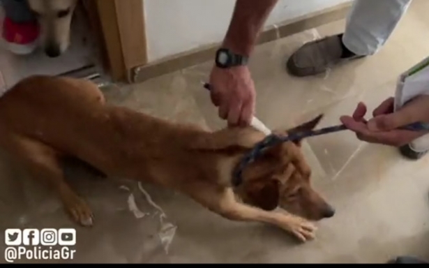 Uno de los perros (POLICÍA LOCAL GRANADA) Uno de los perros (POLICÍA LOCAL GRANADA)