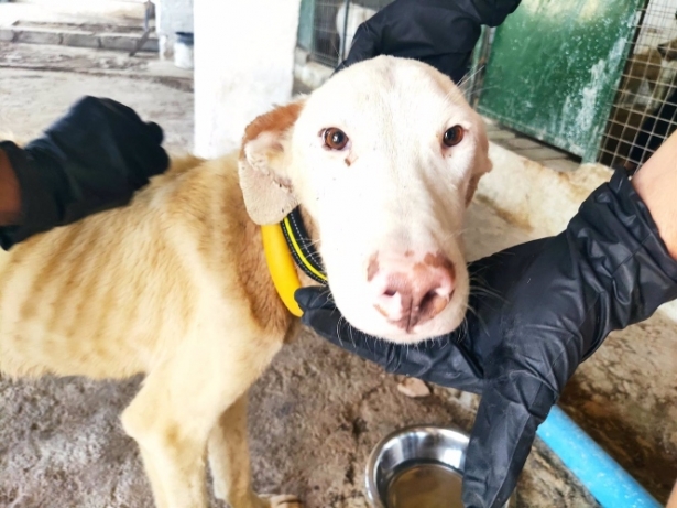 Perro de caza retirado de un rehalero de Granada (GALGOS DEL SUR) 