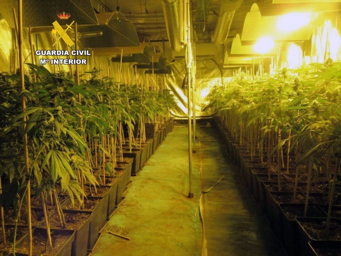 Imagen de archivo de una plantación de marihuana intervenida por la Guardia Civil (GUARDIA CIVIL)