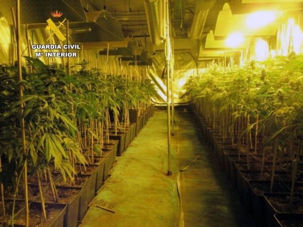 Imagen de archivo de una plantación de marihuana intervenida por la Guardia Civil (GUARDIA CIVIL)