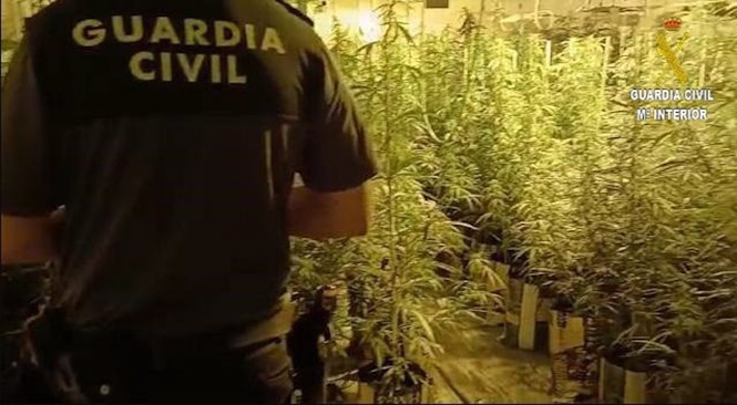 Plantación de marihuana (GUARDIA CIVIL)