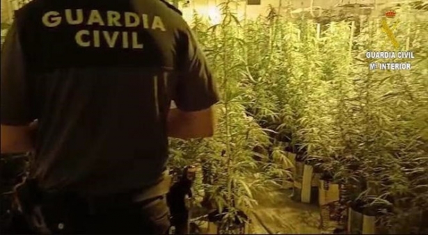 Plantación de marihuana (GUARDIA CIVIL)