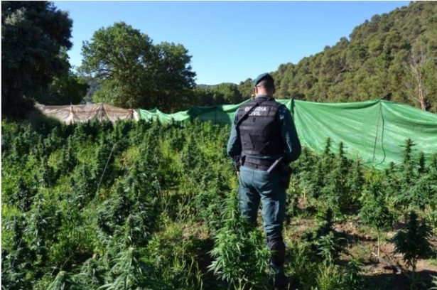 Plantas de marihuana en una explotación agrícola, en imagen de archivo (GUARDIA CIVIL)