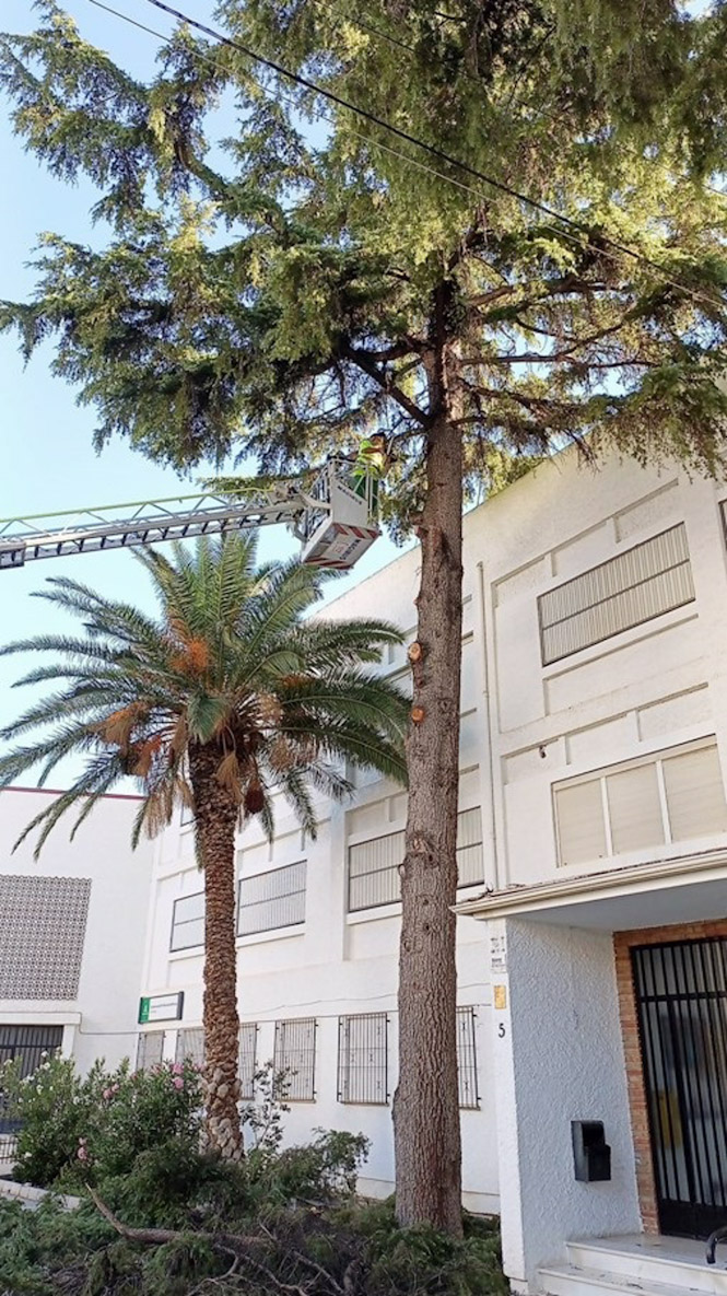 Intervención en árboles de la puerta del conservatorio José Salinas (AYUNTAMIENTO)