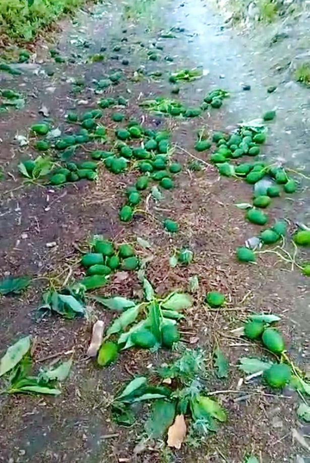 Aguacates caídos al suelo (AYUNTAMIENTO)