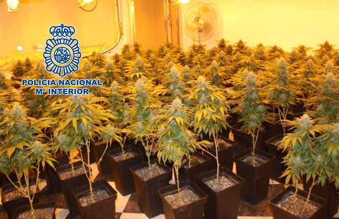 Plantación de marihuana (POLICÍA NACIONAL)