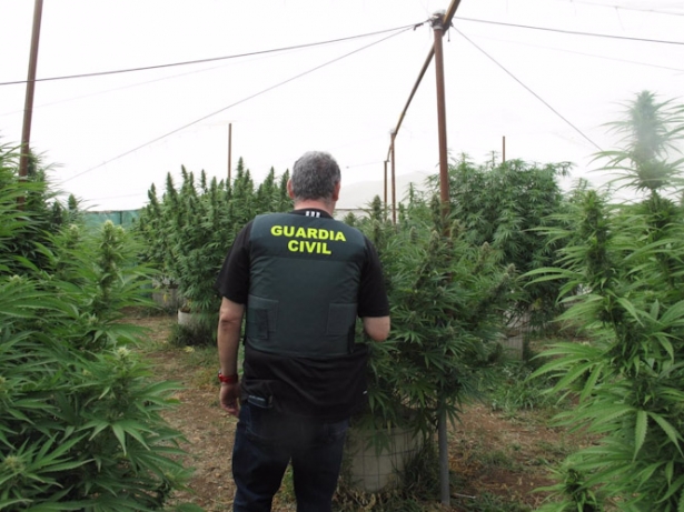 Plantación de marihuana desmantelada por la Guardia Civil. (GUARDIA CIVIL)