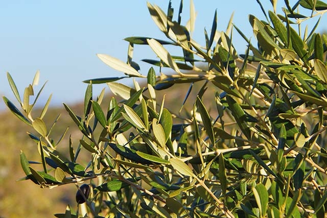 Hojas de olivo (FAECA)