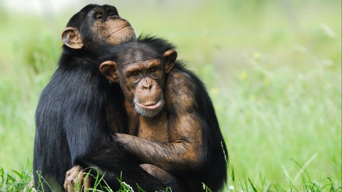 Pareja de chimpancés (REMITIDA POR LA UGR) 