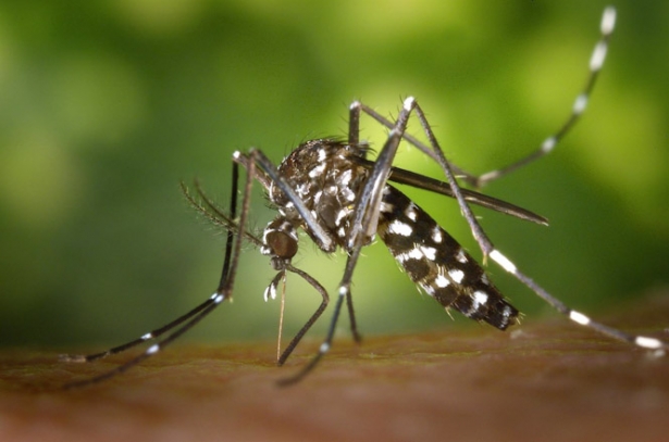 Un mosquito (JUNTA DE ANDALUCÍA)