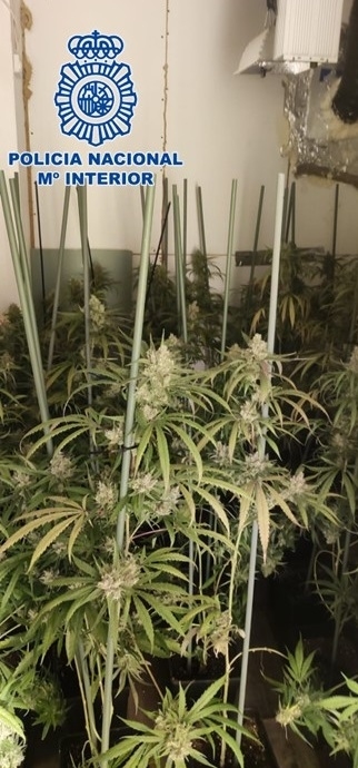 Marihuana incautada (POLICIA NACIONAL)