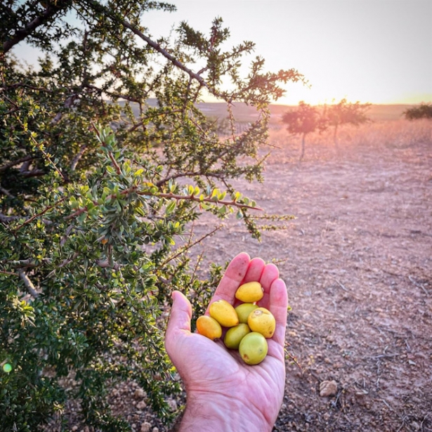 Frutos de argán recolectados por el grupo de trabajo de Cellbitec S.L. En su finca de Córdoba. (UGR)