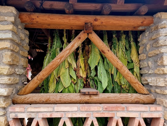 Tabaco colgado en la rotonda del secadero (AYTO. CÚLLAR VEGA)