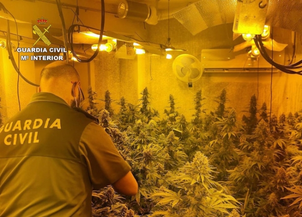 Plantas de marihuana incautadas por la Guardia Civil. Archivo. (GUARDIA CIVIL)