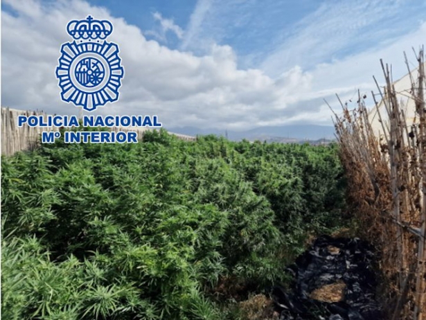 Plantación de marihuana (POLICÍA NACIONAL)