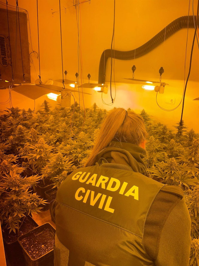Plantación de marihuana intervenida por la Guardia Civil. Archivo (GUARDIA CIVIL)