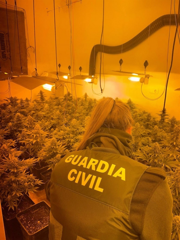 Plantación de marihuana intervenida por la Guardia Civil. Archivo (GUARDIA CIVIL)
