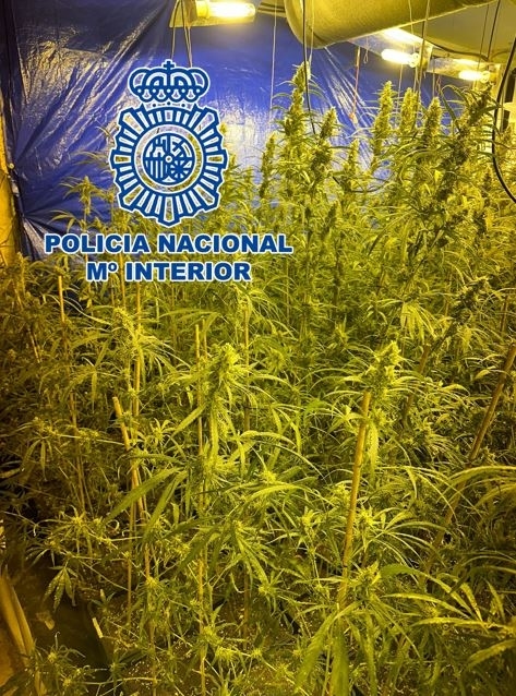 Plantación de marihuana en Ogíjares (Policia Nacional)