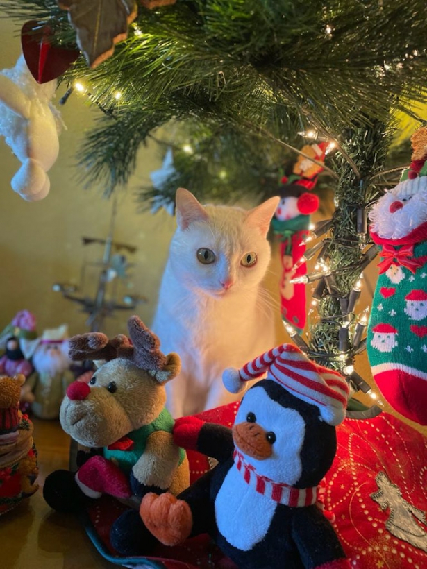 (AYUNTAMIENTO CÚLLAR VEGA)