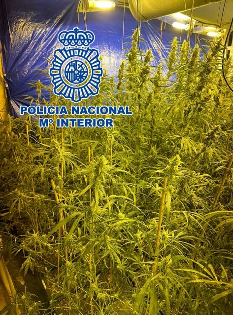 Plantación de marihuana intervenida por la Policia Nacional (POLICIA ANCIONAL)