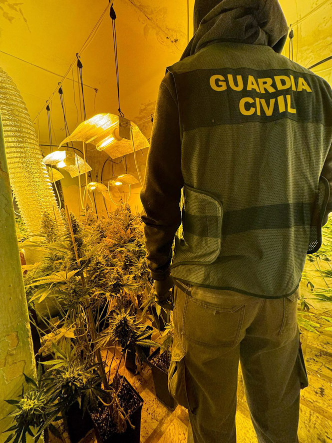 Agente de la Guardia Civil junto a una plantación de marihuana (GUARDIA CIVIL)