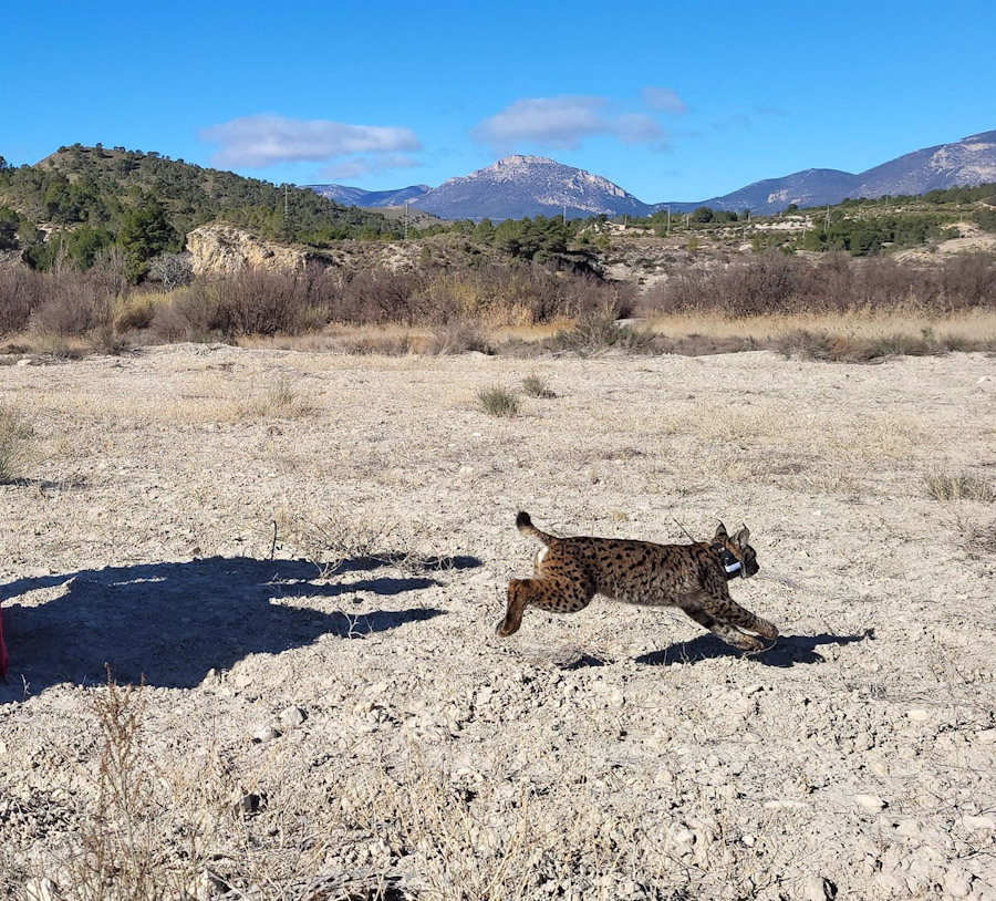 Una foto de Uri, el lince fallecido (CARM)