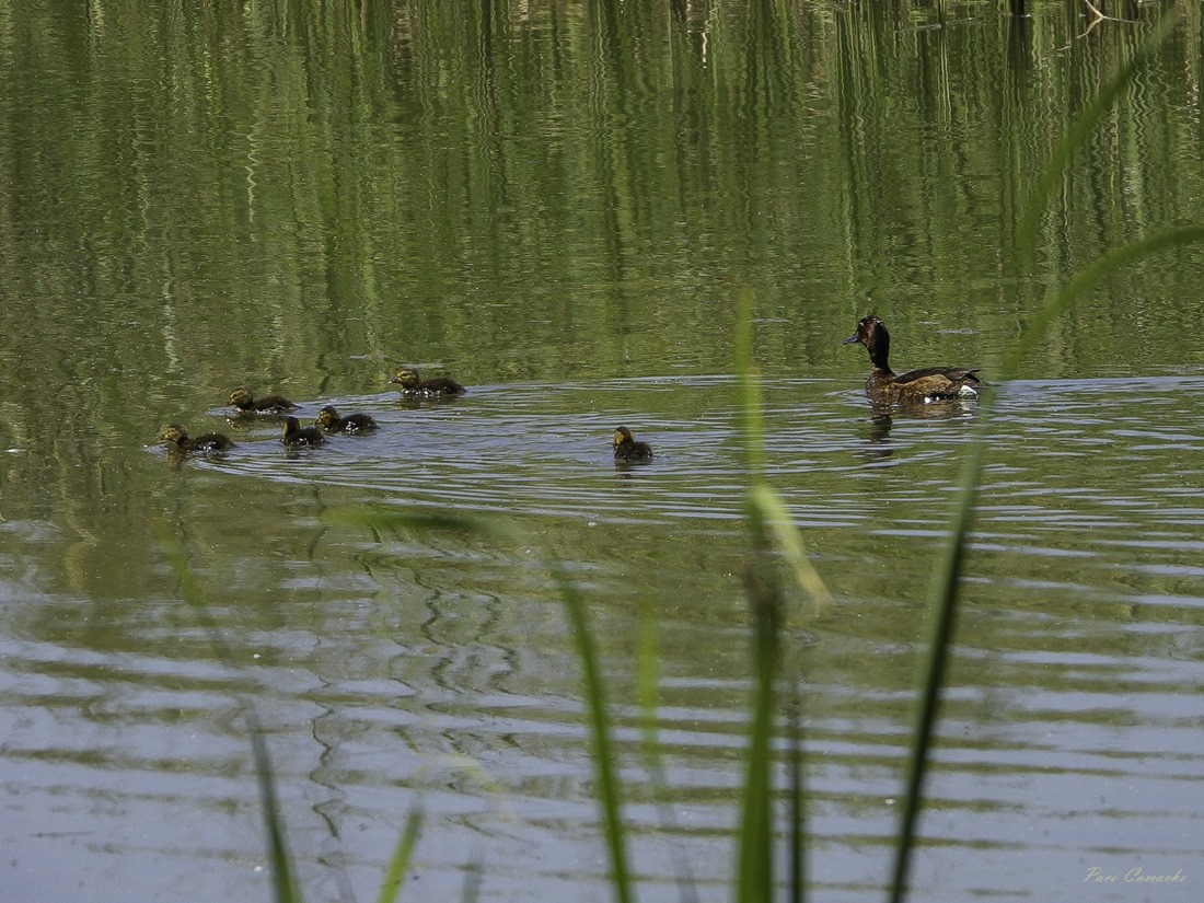 Reproducción del porron pardo en la Charca de Suárez (PACO CAMACHO)
