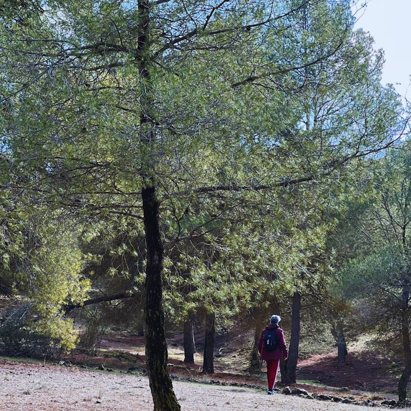`Baño de bosque` en La Zubia (AYTO. LA ZUBIA) 