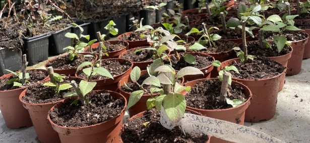 Ejemplares de Salix hastata ((CETURSA)