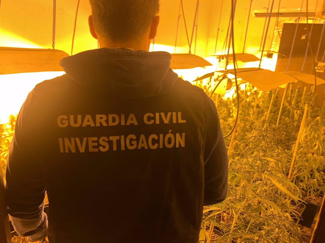 Cultivo de marihuna desarticulado por la Guardia Civil. (GUARDIA CIVIL)
