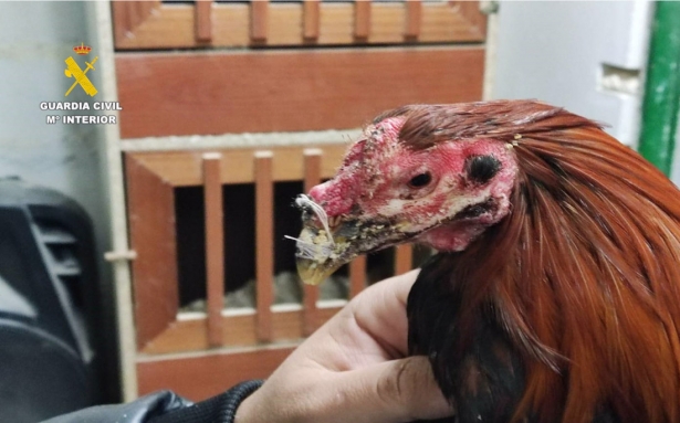 Gallo de pelea con heridas tras la operación Decapio (GUARDIA CIVIL) Gallo de pelea con heridas tras la operación Decapio (GUARDIA CIVIL)