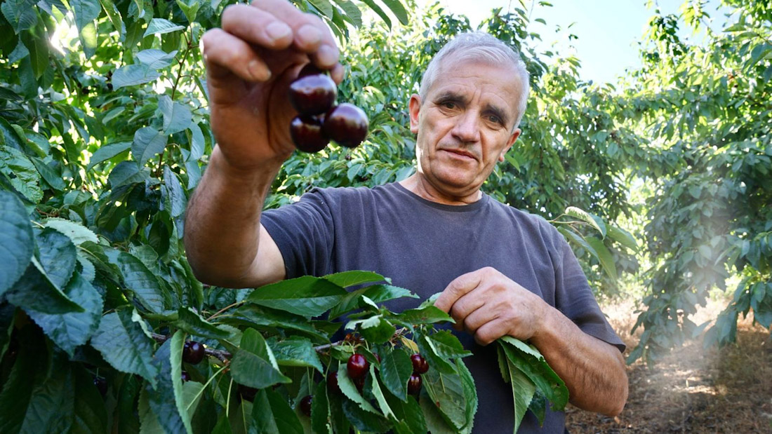 Cereza de Güejar Sierra (FAECA)