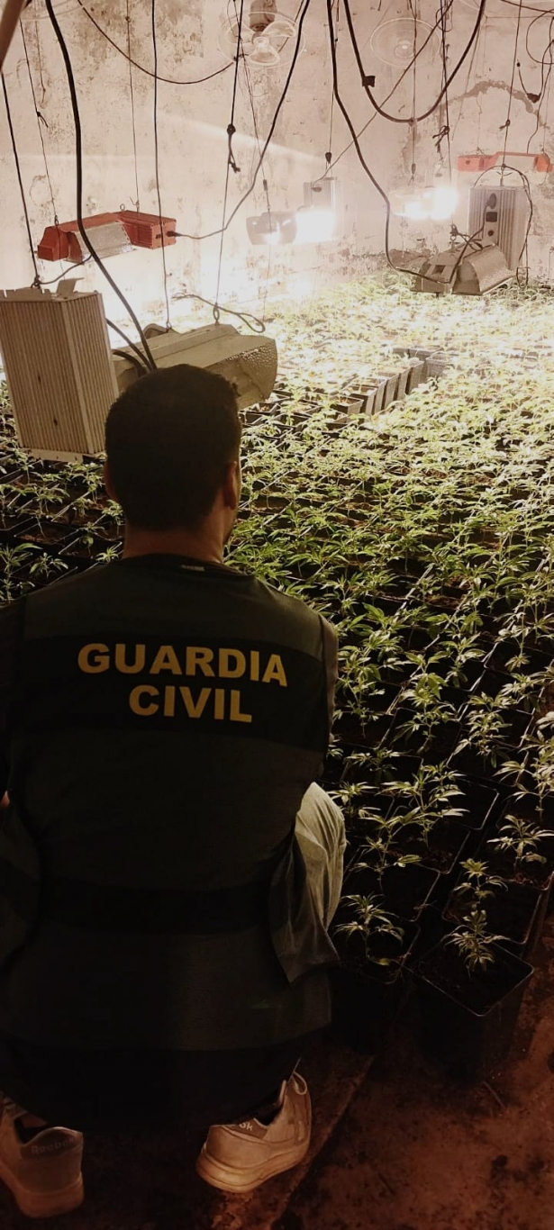 Agente en una plantación de marihuana (GUARDIA CIVIL) Agente en una plantación de marihuana (GUARDIA CIVIL)