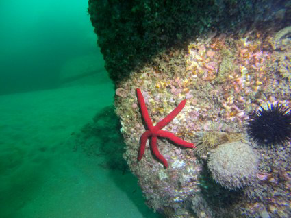 Fondo marino del Puerto de Motril (GESTEMASUR/UGR)