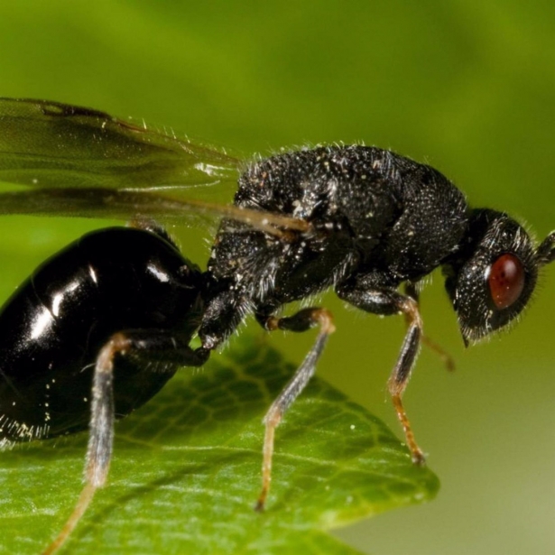 Avispilla del almendro (COAG)