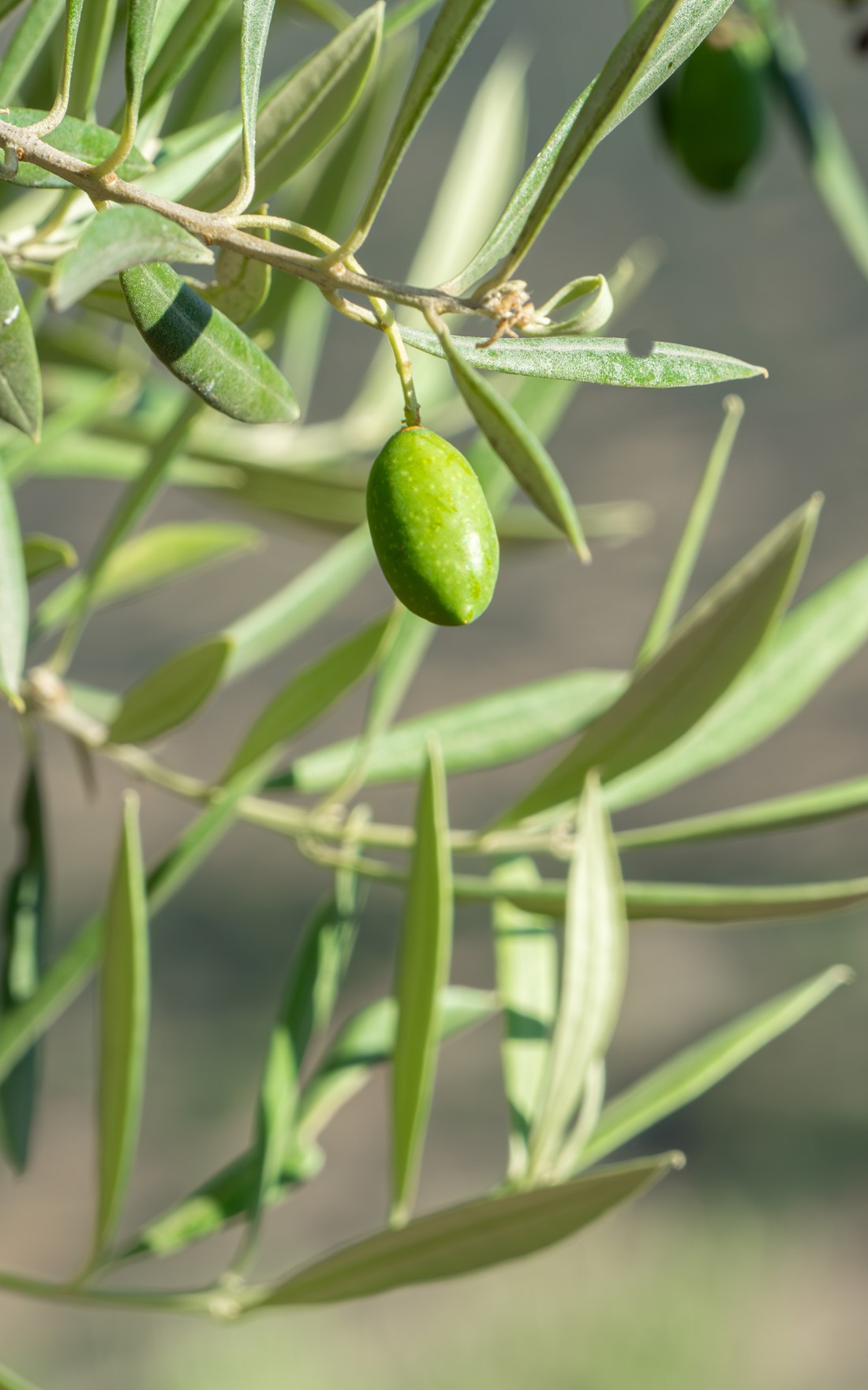Aceituna (FAECA)