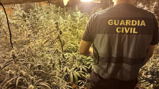 Agente de la Guardia Civil junto a una plantación de marihuana, en imagen de archivo (GUARDIA CIVIL) Agente de la Guardia Civil junto a una plantación de marihuana, en imagen de archivo (GUARDIA CIVIL)