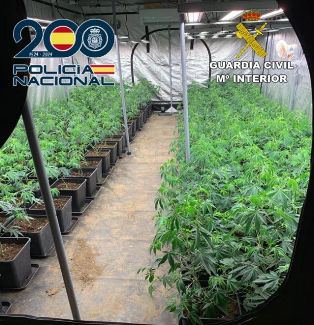 Plantación de marihuana (POLICÍA NACIONAL) Plantación de marihuana (POLICÍA NACIONAL)